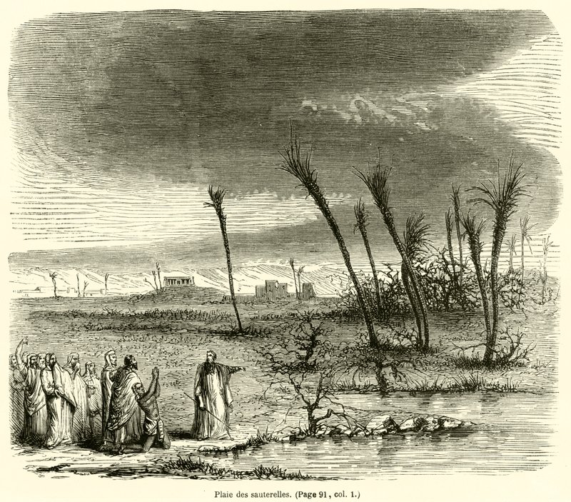 Plaie des sauterelles - French School