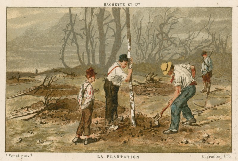 Plantation d