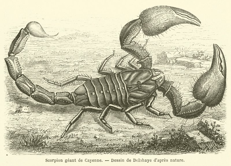 Scorpion géant de Cayenne - French School