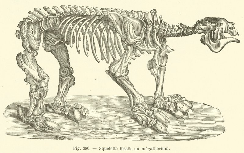 Squelette fossile du mégathérium - French School
