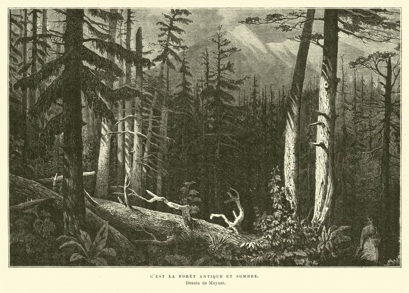 La vieille forêt sombre - French School