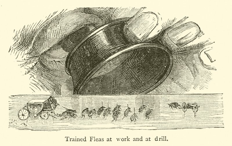 Puces dressées au travail et à l