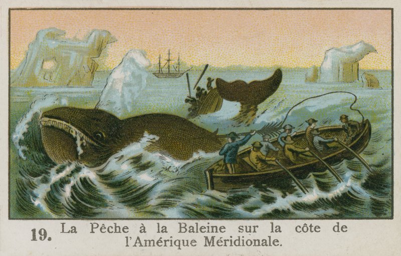 Chasse à la baleine au large de l