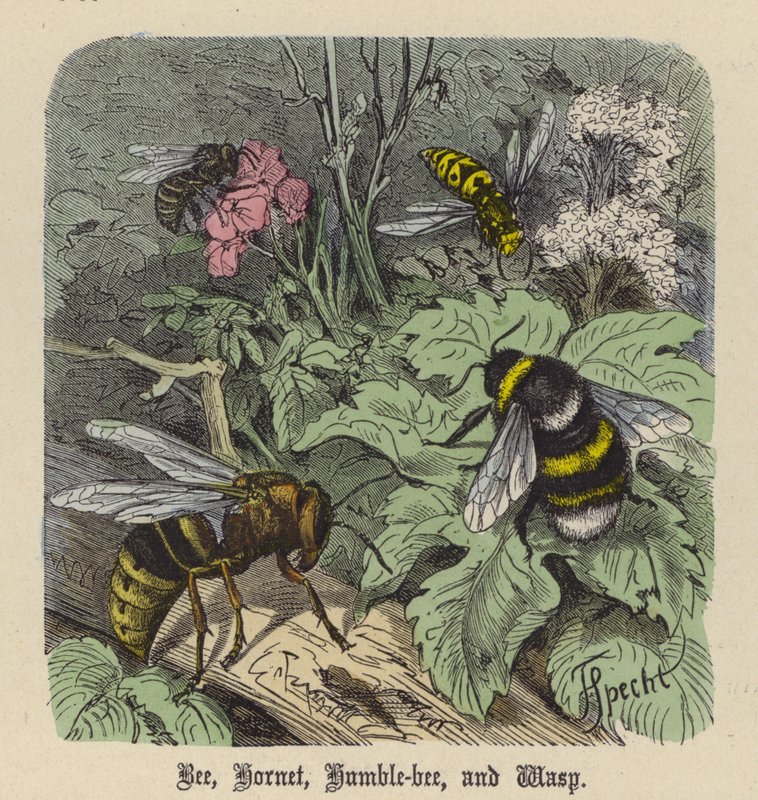 Abeille, Frelon, Bourdon et Guêpe - Friedrich Specht