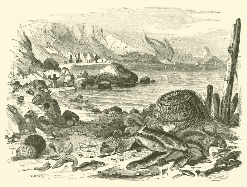 Pêche - Friedrich Specht