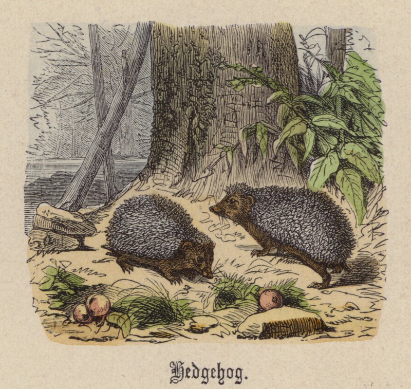 Hérisson (gravure en couleur) - Friedrich Specht