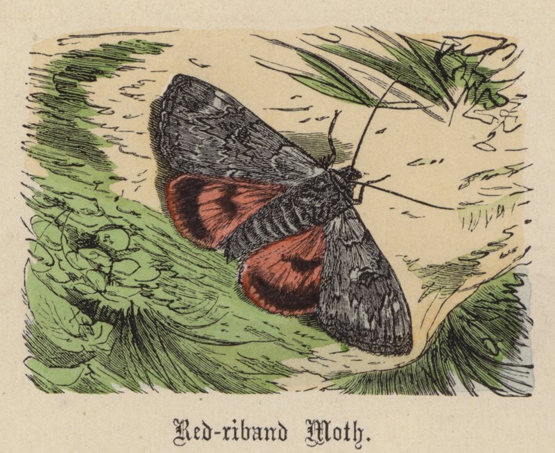Papillon à ruban rouge - Friedrich Specht