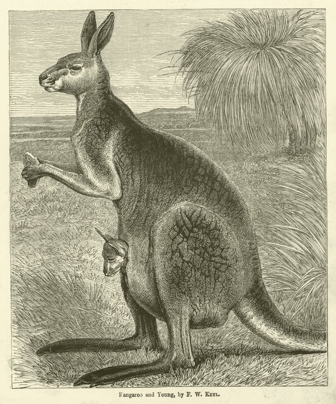 Kangourou et jeune (gravure) - Friedrich Wilhelm Keyl