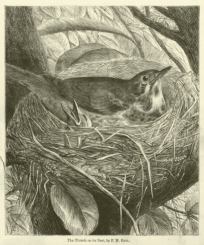 La grive sur son nid (gravure) - Friedrich Wilhelm Keyl