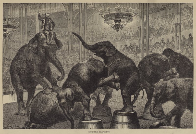 Éléphants excentriques - Georg Koch