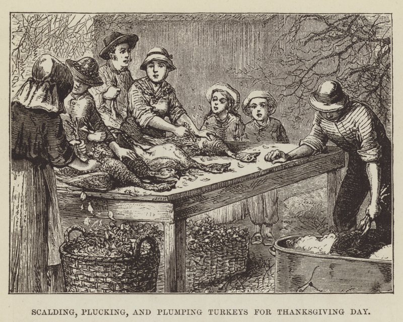 Échaudage, plumage et engraissement des dindes pour Thanksgiving - George Augustus Sala