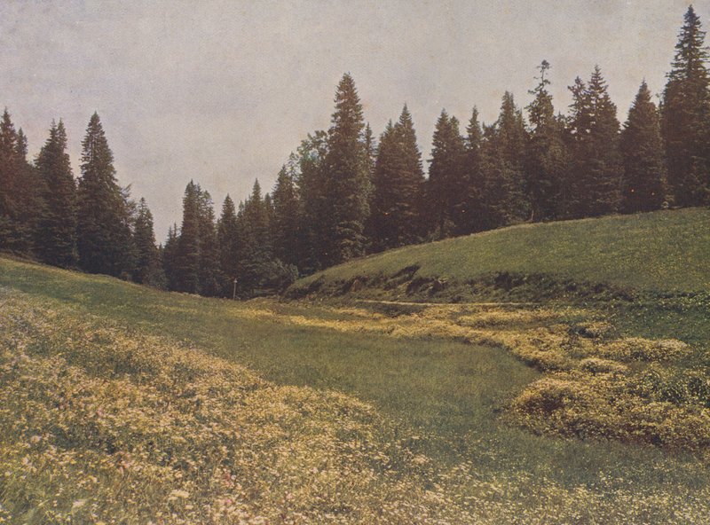 Prairie sur le Feldberg, Forêt Noire, Allemagne (photo couleur) - German Photographer