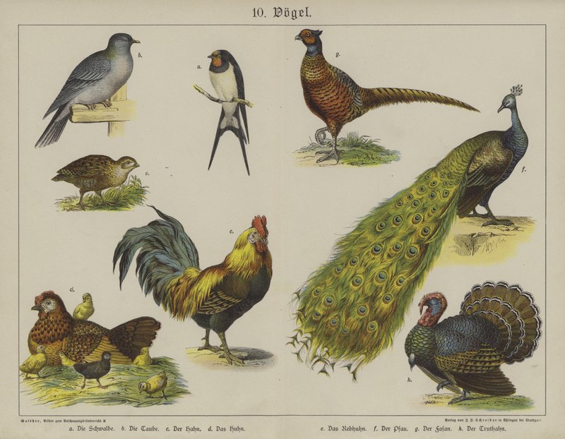 Animaux - German School