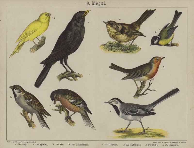 Animaux - German School
