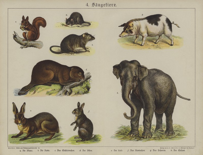 Animaux - German School