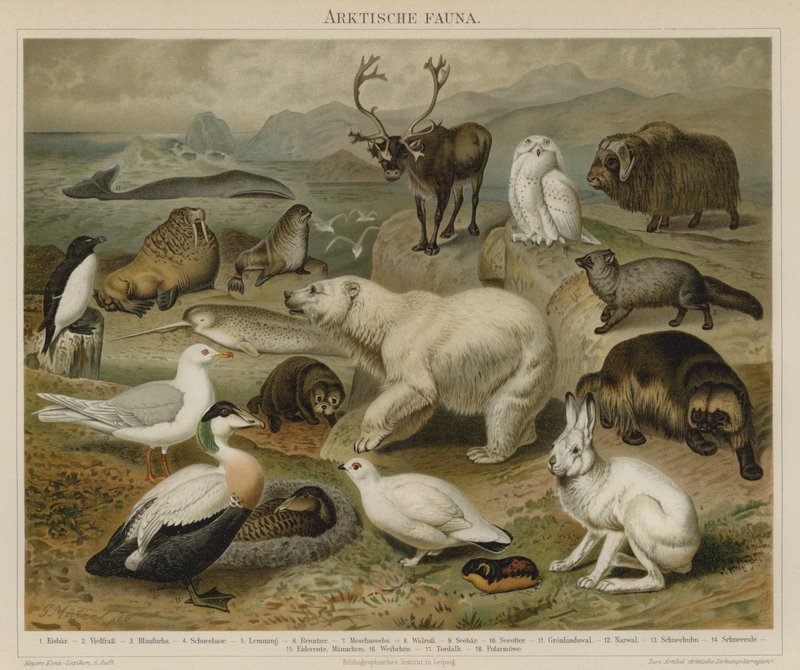 Faune arctique - German School