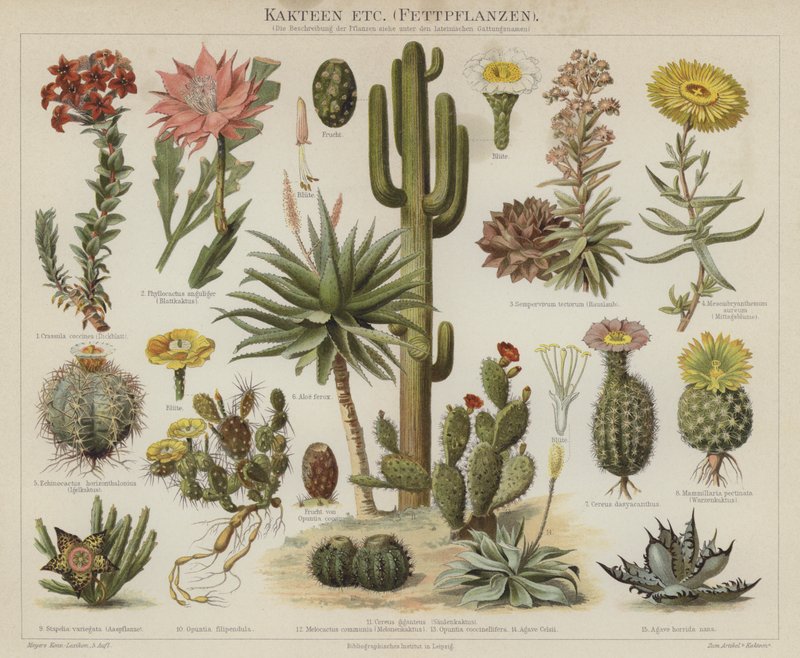Cactus et succulentes - German School