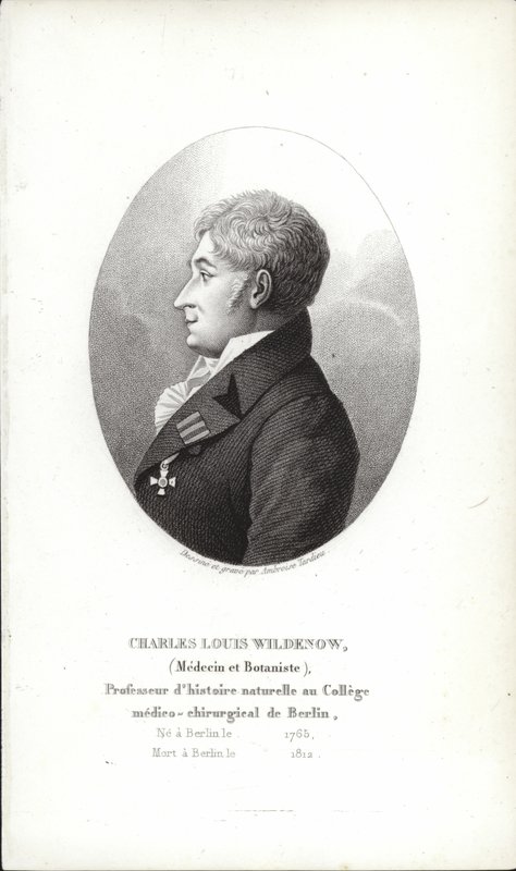 Charles Louis Wildenow - German School