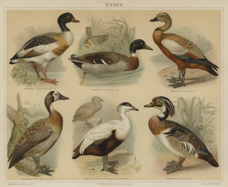 Canards - German School
