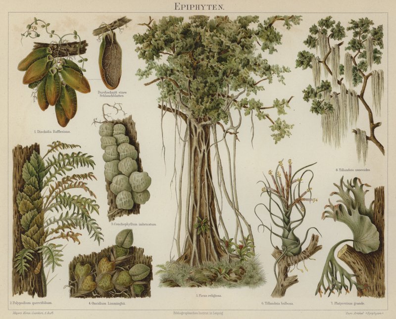 Épiphytes - German School