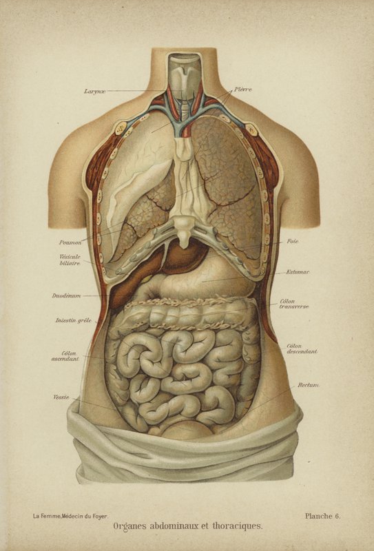 Organes internes de l