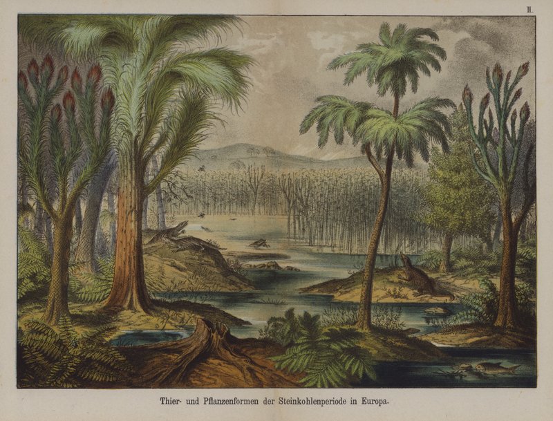 Plantes et animaux de la période carbonifère en Europe - German School