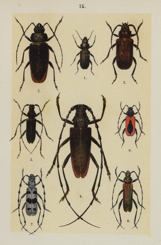 Planche du Manuel du jeune collectionneur de coléoptères - German School