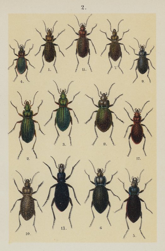 Planche du Manuel du jeune collectionneur de coléoptères - German School