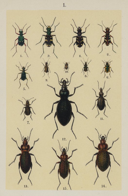 Planche du Manuel du jeune collectionneur de coléoptères - German School