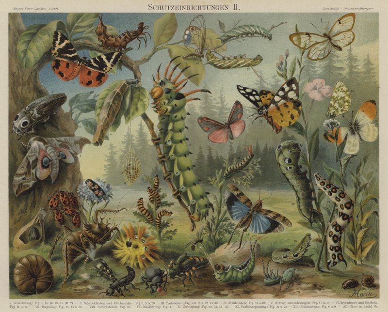 Mécanismes de défense chez les insectes - German School