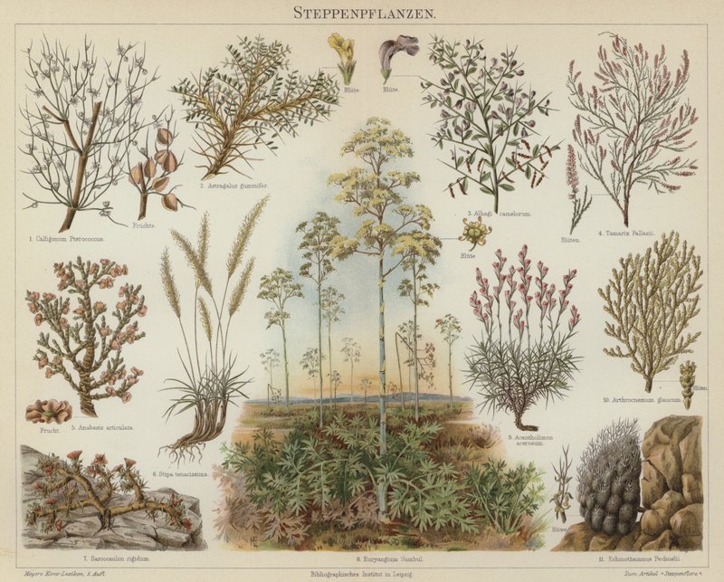 Plantes de la steppe - German School