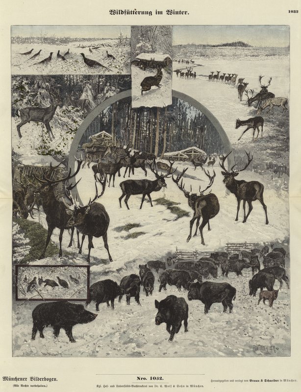 Nourrir la faune en hiver - German School