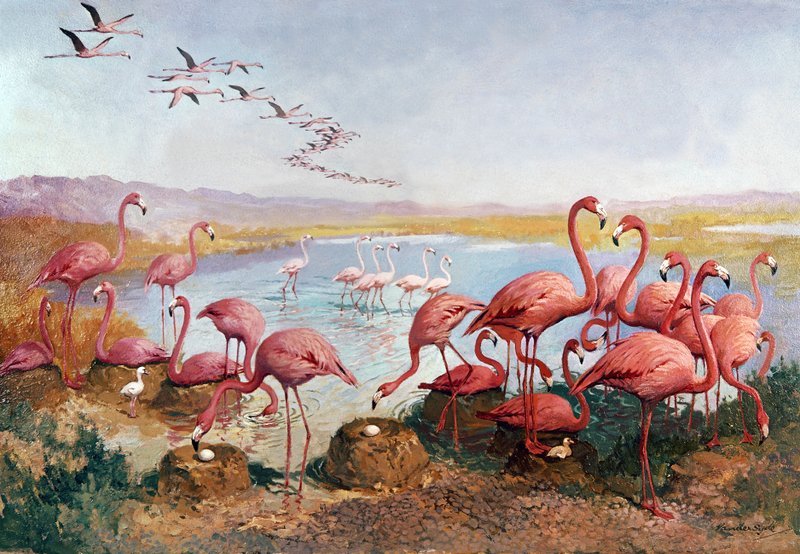 Flamands roses - Gerritt Vandersyde