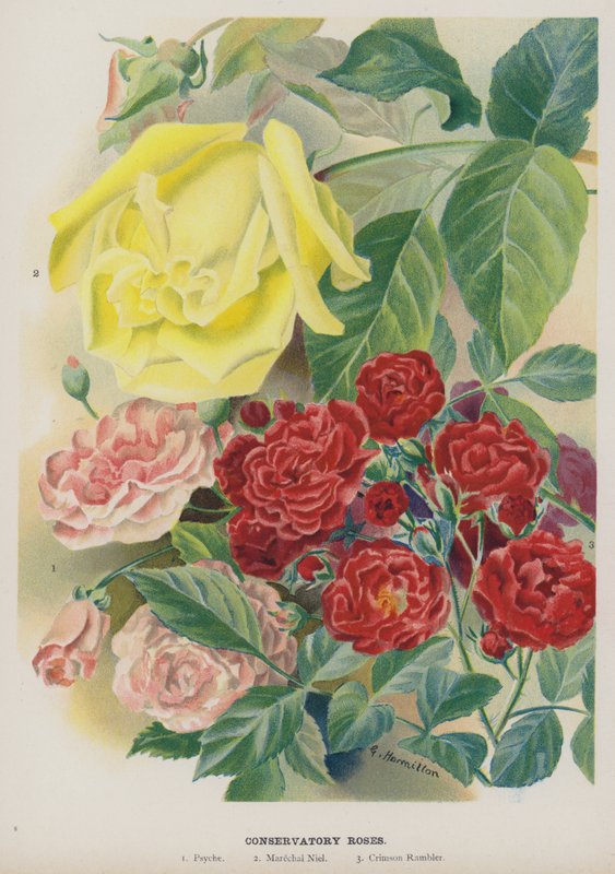 Roses de serre - Gertrude Hamilton