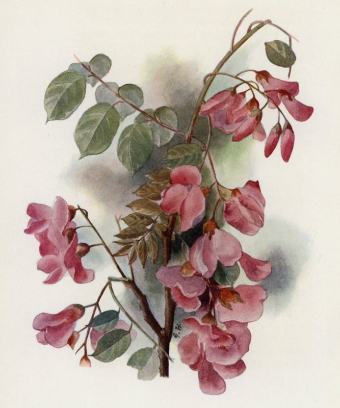 Robinia Hispida - Gertrude Hamilton