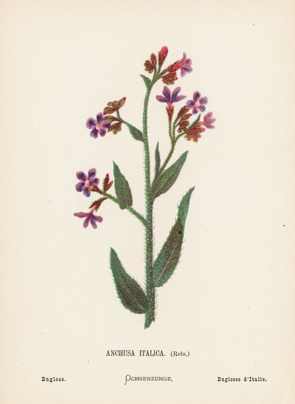 Fleurs sauvages de la Terre Sainte : Anchusa Italica, Retz ; Buglosse - Hannah Zeller