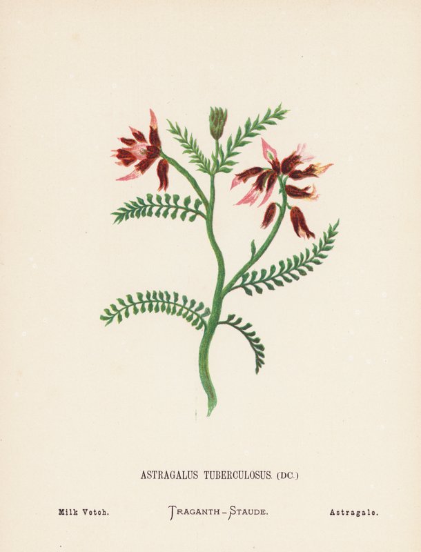 Fleurs sauvages de la Terre Sainte : Astragalus Tuberculosus; Astragale tuberculeux - Hannah Zeller