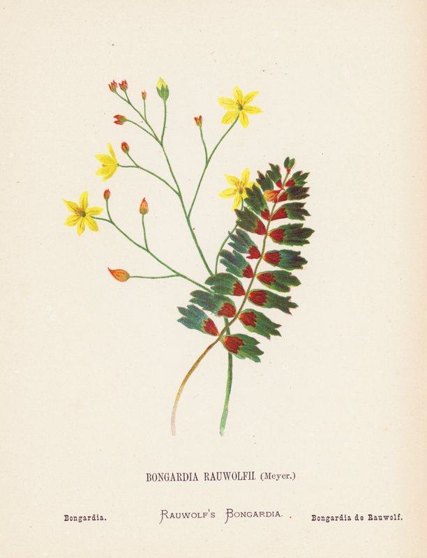 Fleurs sauvages de la Terre Sainte : Bongardia Rauwolfii, Meyer; Bongardia (gravure en couleur) - Hannah Zeller