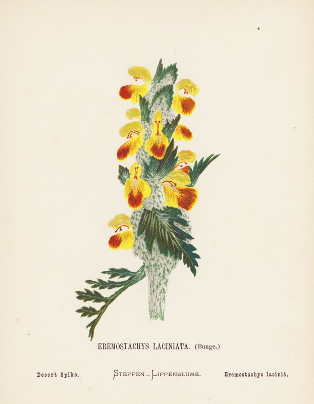 Fleurs sauvages de la Terre Sainte : Eremostachys Laciniata, Bunge; Épi du désert - Hannah Zeller