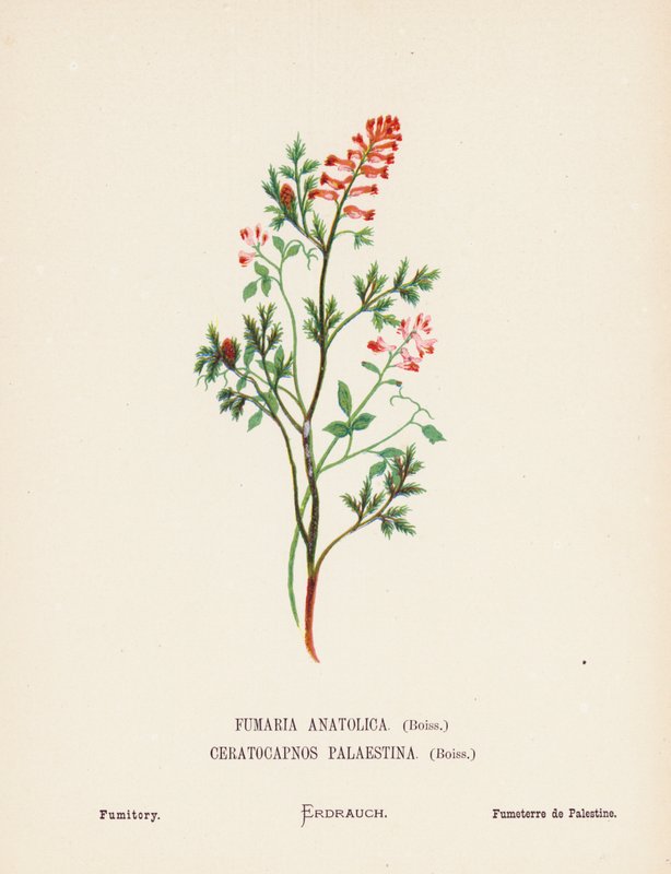 Fleurs sauvages de la Terre Sainte : Fumaria Anatolica, Boiss, Ceratocapnos Palaestina, Boiss; Fumeterre - Hannah Zeller