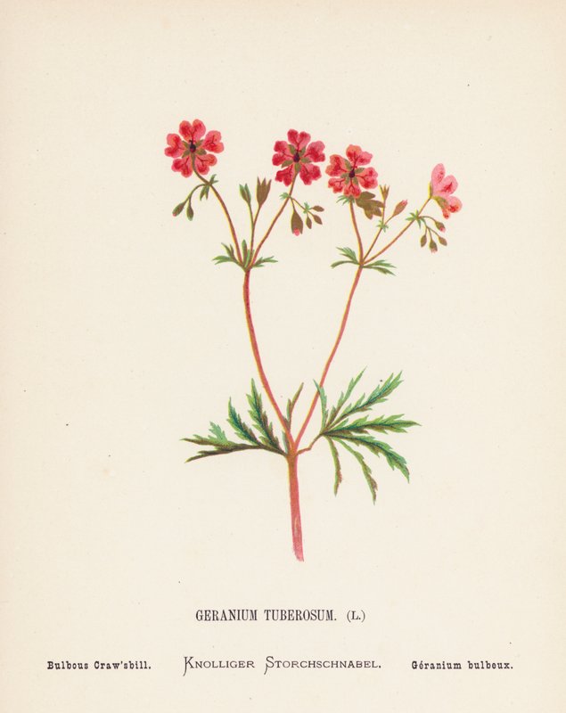 Fleurs sauvages de la Terre Sainte : Geranium Tuberosum ; Bulbous Craw