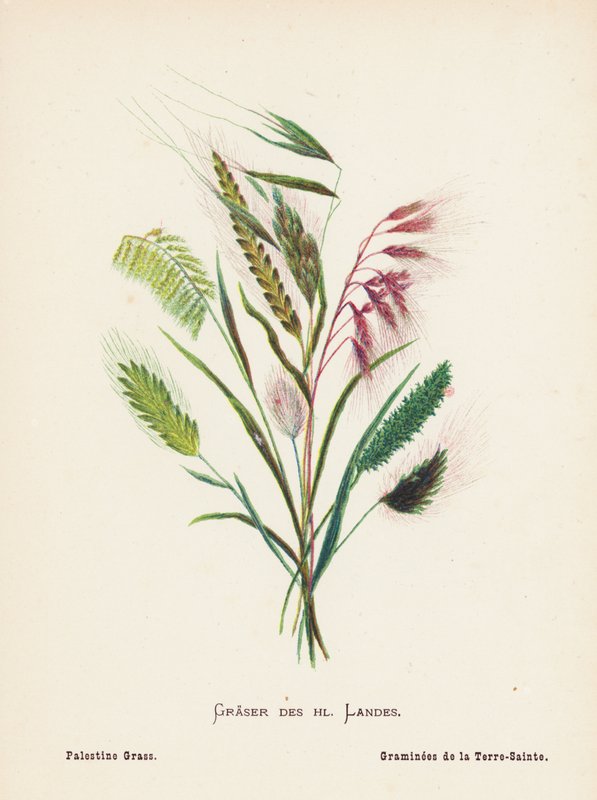 Fleurs sauvages de la Terre Sainte : Graser des hl Landes; Herbe de Palestine - Hannah Zeller