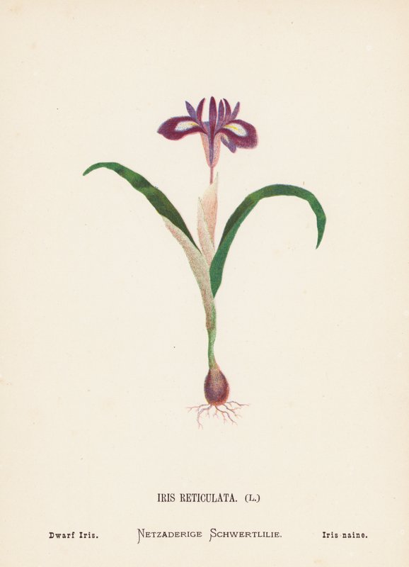 Fleurs sauvages de la Terre Sainte : Iris Reticulata, Iris nain - Hannah Zeller