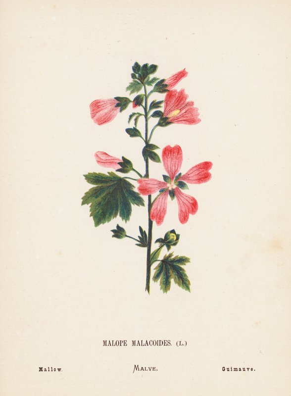 Fleurs sauvages de la Terre Sainte : Malope Malacoides ; Mauve - Hannah Zeller