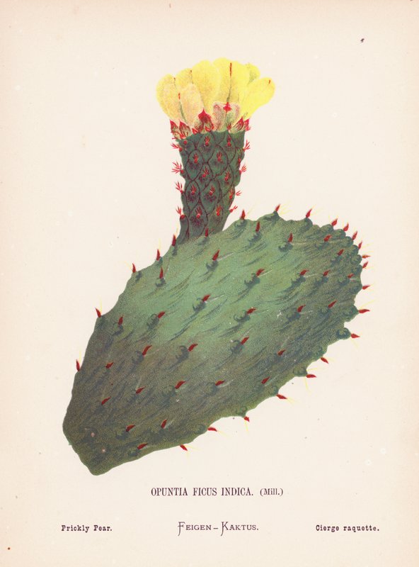 Fleurs sauvages de la Terre Sainte : Opuntia Ficus Indica, Mill; Figuier de Barbarie - Hannah Zeller