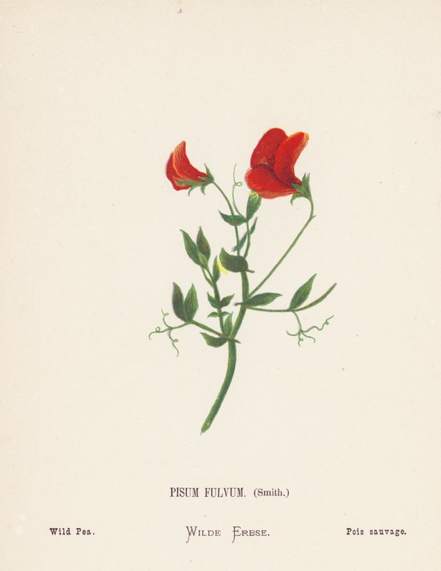 Fleurs sauvages de la Terre Sainte : Pisum Fulvum, Smith ; Pois sauvage - Hannah Zeller