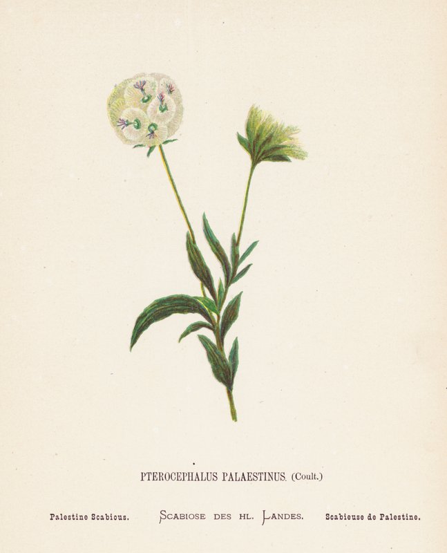 Fleurs sauvages de la Terre Sainte : Pterocephalus Palaestinus, Coult ; Scabieuse de Palestine - Hannah Zeller