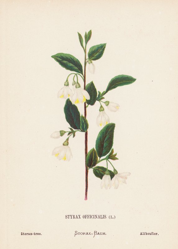 Fleurs sauvages de la Terre Sainte : Styrax Officinalis ; Storax - Hannah Zeller