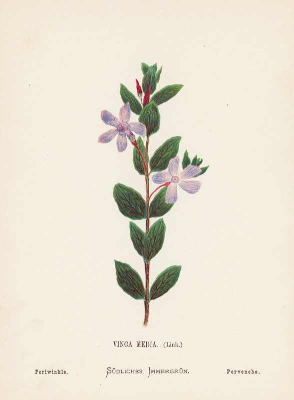 Fleurs sauvages de la Terre Sainte : Vinca Media, Pervenche - Hannah Zeller