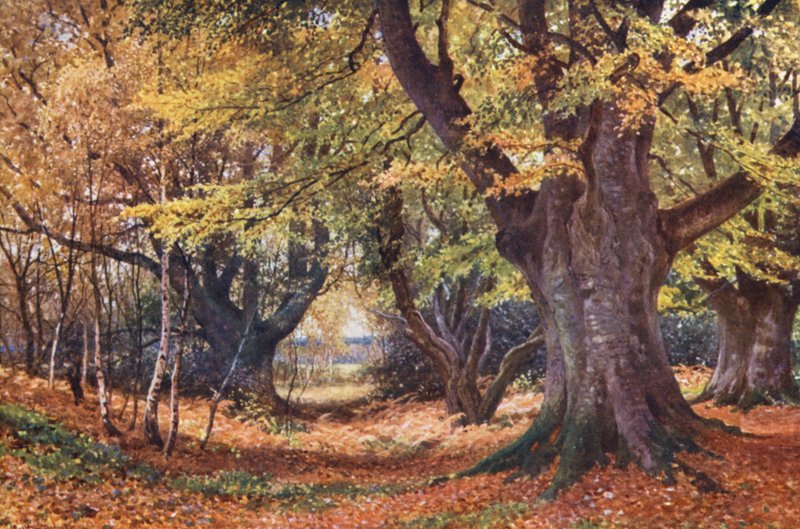Hêtres en automne, près de Godalming - Harold Sutton Palmer